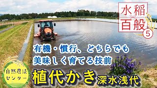 水稲百般⑤ 抑草も狙え!! 植え代かき(深水)　at有機の米作り　【水稲百般 by 自然農法センター】