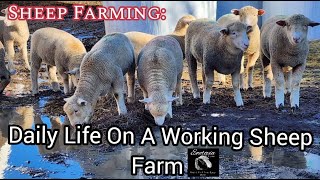 Sheep Farming: Daily Life On A Working Sheep Farm