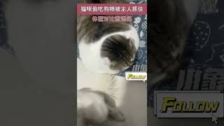 猫咪整日偷吃狗粮被主人抓包，被拉去现场对比身材#搞笑  #萌宠 #shorts