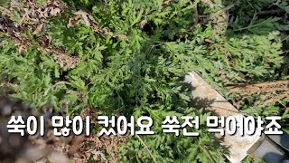 봄에 먹는 쑥전 너무너무 향긋하고 맛있어요 들로 나가보셔요~