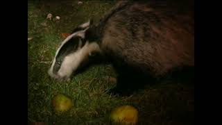 Badgers in the Orchard by Dorset Wildlife films