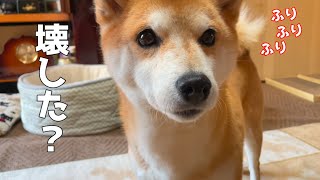 洗濯機の異音を自分のせいにされるのを回避する柴犬