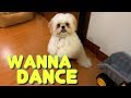 Cute Shih Tzu Puppy Knows How To Stand And Dance to the Music