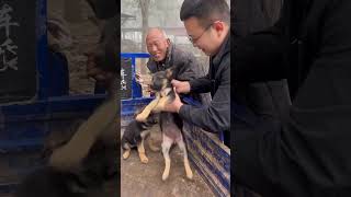 中亚牧羊犬纯种德牧#生活 #dog #宠物