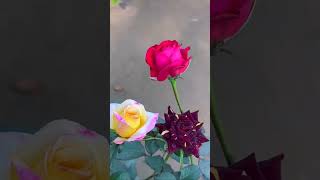 🌹Rose##rose#garden#ytshorts#gardenplants#plants#flowers#gulaab#gulab# गुलाब #shorts#gardenflowers 🌿