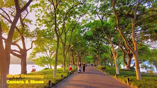 4K 苏堤春“暮” 西向夕照东侧碧波 杭州西湖春景 | Spring Dusk at Su Causeway, West Lake Top 10, Hangzhou Virtual Tour