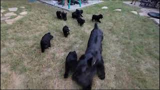 Giant Schnauzer Puppies