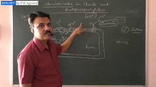 Photosynthesis : Chemiosmosis and photophosphorylation