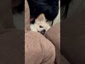 いつもママに寄り添って寝てるよ🥹w shortvideo shorts chihuahua ペキチワ チワワ 犬のいる暮らし