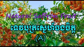 ទេវបុត្រស្នេហ៍ចងចិត្តភាគA | Natural Saffron Fruit