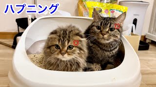 トイレを邪魔されブチギレて新入り子猫を叩いてしまった先住猫