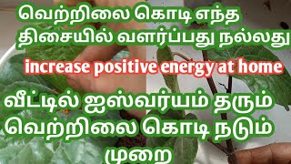 வீட்டில் ஐஸ்வர்யம் தரும் வெற்றிலை கொடி நடும் முறை/increase positive energy at home