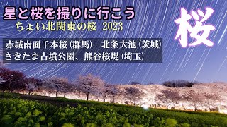 【桜スターラプス】群馬、埼玉、茨城ちょい北関東の桜の絶景。さきたま古墳公園、赤城南面千本桜 他