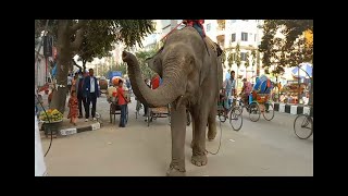 হাতি দিয়ে চাঁদাবাজি। Extortion with elephants