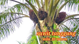 panen sawit tanggung usia 10 tahun jenis PPKS buah paling super