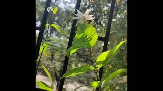 Tip's for Jasmin growth /मोगरा वाढीसाठी टिप्स