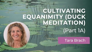 Cultivating Equanimity: Duck Meditation \u0026 Overcoming Reactivity with Tara Brach (Part 1A)