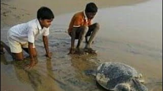 Satavaya Sea Beach🏖️🌅 Satavaya 😀 Nature of Satavaya😃😀🙏👌 Habalikhati🥰😍#shortvideo, 🥰#my vlog👍