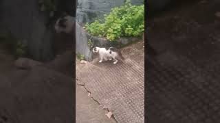 നീ അവിടെ നിൽക്ക് എനിക്ക്.. #cat #ytpets #catvideos #funny #ytcat #comedy #catyt #catlover