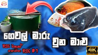 ගෙවල් මාරු වුන මාළු/# vlog එකක් නොවන Vlog 1 🤪🤪🤪