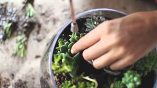 How to Make a Succulent Terrarium from Juicykits.com