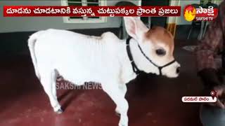 15 అంగుళాల అతి చిన్న పుంగనూరు ఆవు  జననం - Sakshi TV