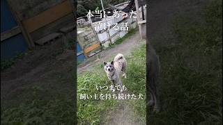 【実話】いつまでも飼い主を待ち続けた犬 #shorts #保護犬 #秋田犬 #殺処分ゼロ #犬のいる生活 #doglover #akitainu