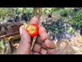 barbados cherry பார்படாஸ் செர்ரி பழம் பற்றி அறிவோம் malpighia emarginata fruit cultivation tamil