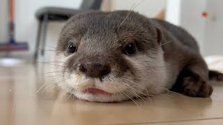 カワウソさくら 万歩計でカワウソの１日の歩数を測ってみた Daily Number of steps of otter