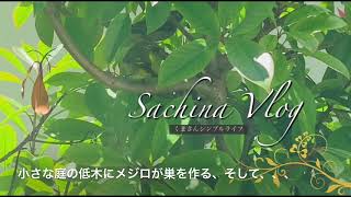 小さな庭の低木にメジロの巣、そして、、、/暮らしVlog〔#105〕