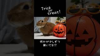 うさぎと一緒にHappy Halloween！　#shorts