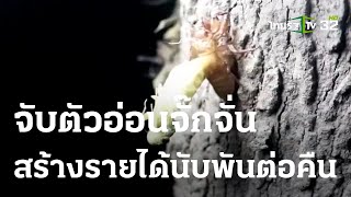 จับตัวอ่อนจั๊กจั่นสร้างรายได้นับพันต่อคืน | 17-03-66 | ข่าวเที่ยงไทยรัฐ