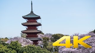 The Cherry Blossoms of Ikegami Honmonji - Tokyo - 池上本門寺 - 4K Ultra HD