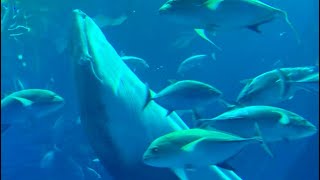 ジンベエザメの呼吸 全集中 神ローディングin美ら海水族館