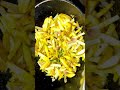 Quick N Easy Recipe Cabbage Fry 😋🍲😘 | Bandha Kobi Bhaja #shorts #youtubeshorts