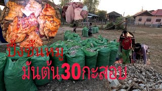 ขายมันต้น30สอบ//ຂາຍມັນຕົ້ນ30ສອບ