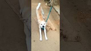 Dogs Greeting Owners After A Long Time || Dogs Welcoming Owners Home #shorts