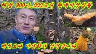 해발 900~1000고지 현제 버섯상황 #붉은덕다리버섯 #명아주개떡버섯