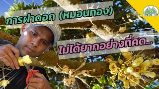 ผ่าดอกทุเรียน(หมอนทอง) ทำยังไง ตามไปดูกันครับ |ปุ๋ยตราเขาแก้ว(Official)