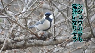 まるおの母　まるこの宿根草と低木の庭　2025 01 04 少し雪が積もった庭は、一日中寒くてブルブル🥶　カシラダカ(多分)が来たけど、暗くてピンぼけ。シジュウカラは、常連になったみたい。