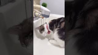 水を飲むのが下手な子猫#shorts #ノルウェージャンフォレストキャット #cat #kitten #水を飲む