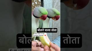 बोलने वाला तोता #talkingparrot #bolnewalatota #mitthu #trending #shortvideo #shorts #viral #pets