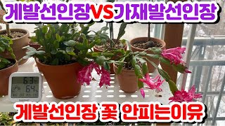 게발선인장(가재발선인장) 꽃 피우는법!! 게발선인장과 가재발선인장 구분하는법!! 독일황후선인장 찬조출연!!