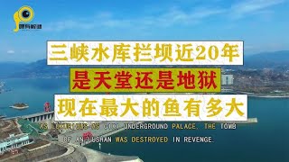 三峡水库拦坝近20年，是天堂还是地狱，现在最大的鱼有多大？