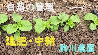 白菜の管理　追肥・中耕 　駒川農園　23.8.12