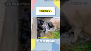 猪猪没想到你也塌房了#猪#动物 #过年