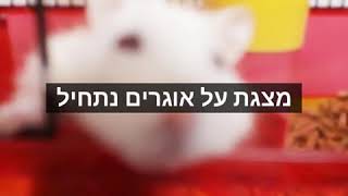 מצגת על אוגרים🐁🐭