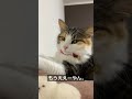 ミケちゃんのカメラ嫌い　 三毛猫 猫