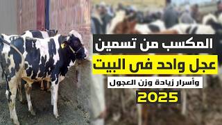 تربية العجول فى المنزل :دراسة جدوى لتسمين عجل واحد فى عام 2025 وأسرار تسمين العجول وزيادة الربح