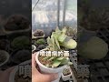 植物絕症 鏽病 銹病 植物病害 多肉染菌